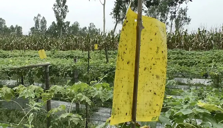 তাপপ্রবাহ মোকাবিলায় নতুন কৃষি পদ্ধতিতে কৃষক