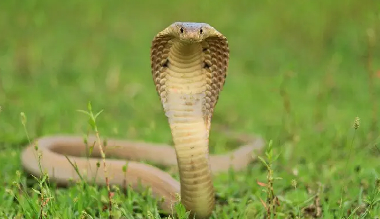 ছোট ভাইবোনকে বাঁচাতে প্রাণ দিলো ১৪ বছরের শিশু