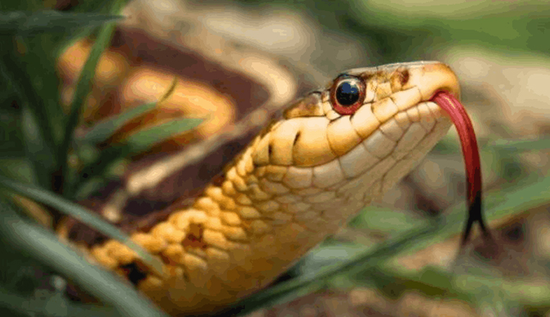 আজ বিশ্ব সাপ দিবস