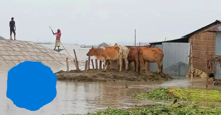 বর্ষা মৌসুমে বন্যায় গবাদিপশুর সুরক্ষায় করণীয়