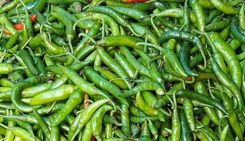 টানা বৃষ্টিতে কাঁচামরিচের কেজি ২৫০ টাকা