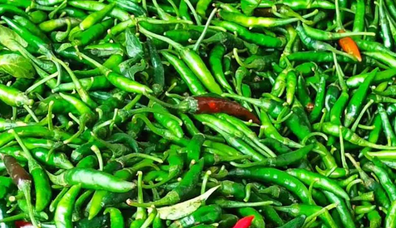 সরবরাহ সংকটে কাঁচামরিচের দাম প্রায় ৩০০ টাকা
