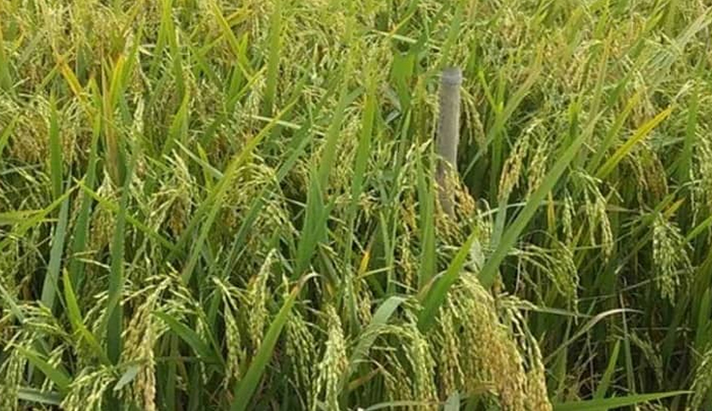 হাওরের কৃষকের আশার আলো ‘ব্রি ধান-১১৮’