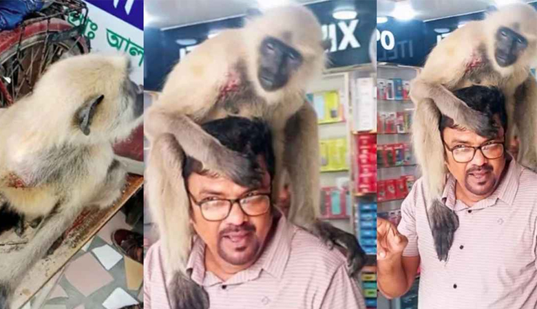 ফার্মেসিতে কাঁধের ক্ষত দেখিয়ে চিকিৎসা নিলো হনুমান