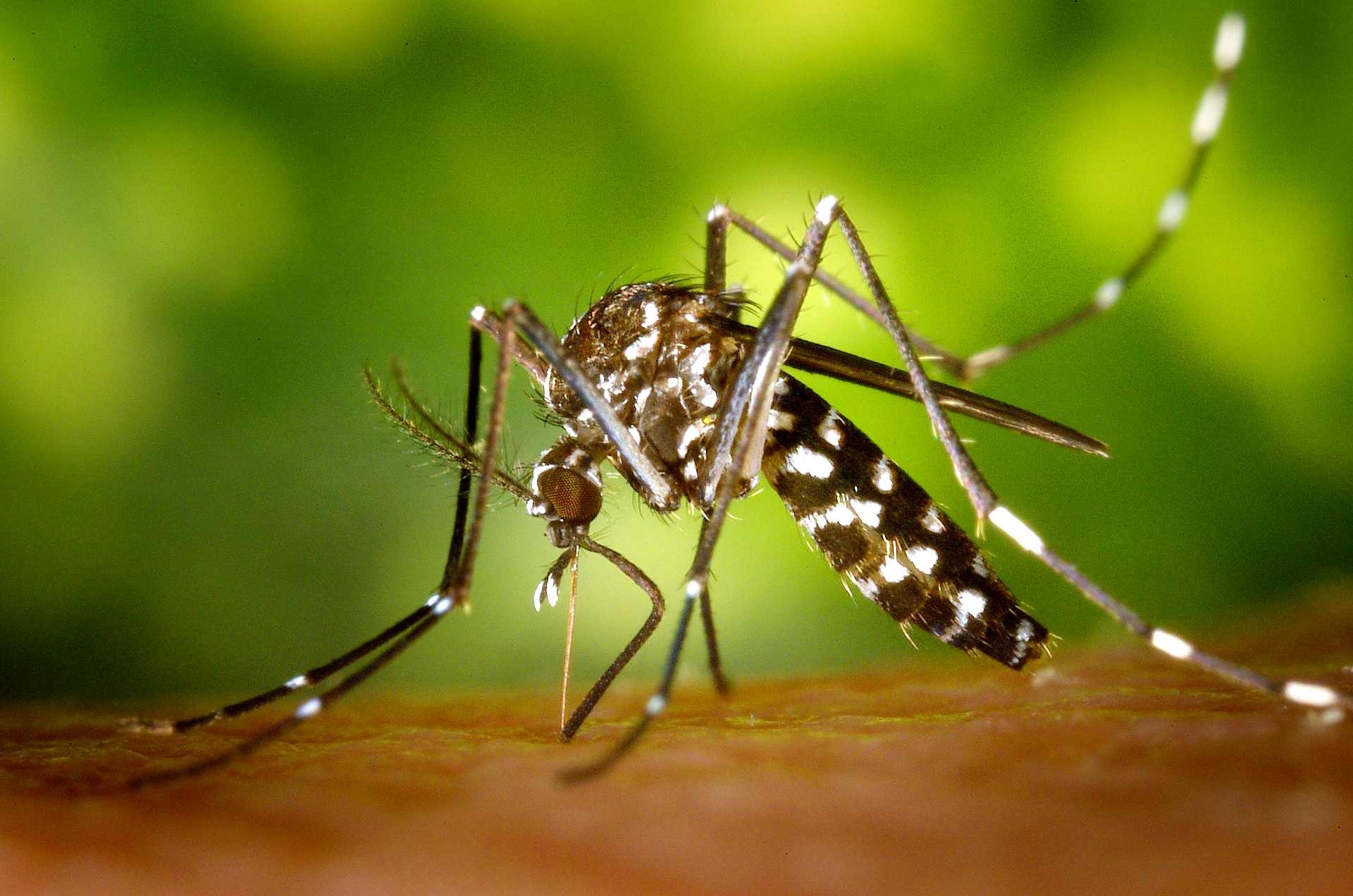 ডেঙ্গুতে এক দিনে আরো দুজনের মৃত্যু, হাসপাতালে ৭২৩