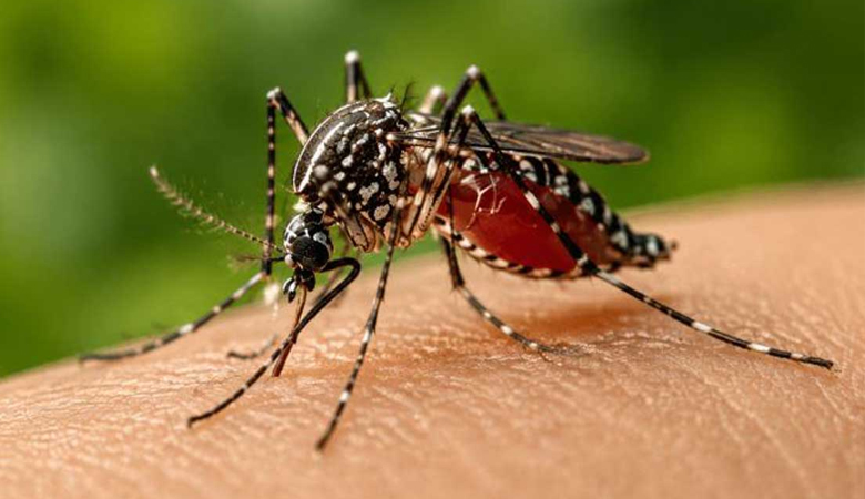 ডেঙ্গুতে আরো ৪ জনের প্রাণহানি