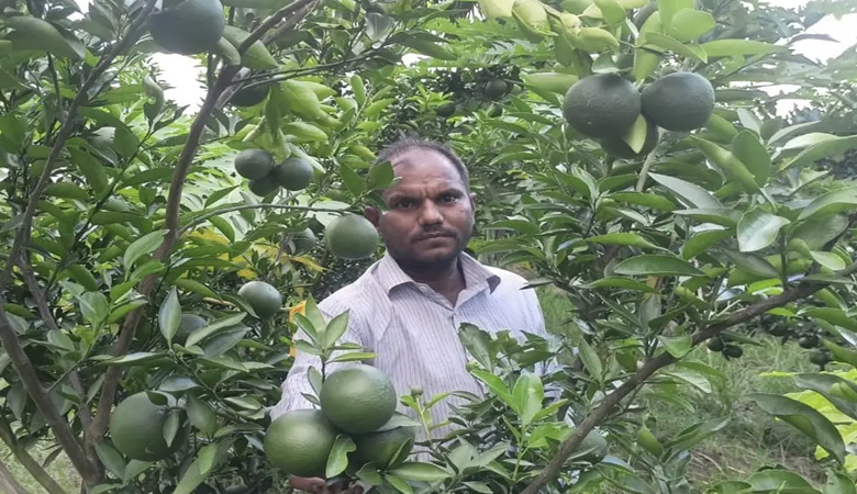 গাড়িচালক থেকে সফল ফলচাষি মিজানুর