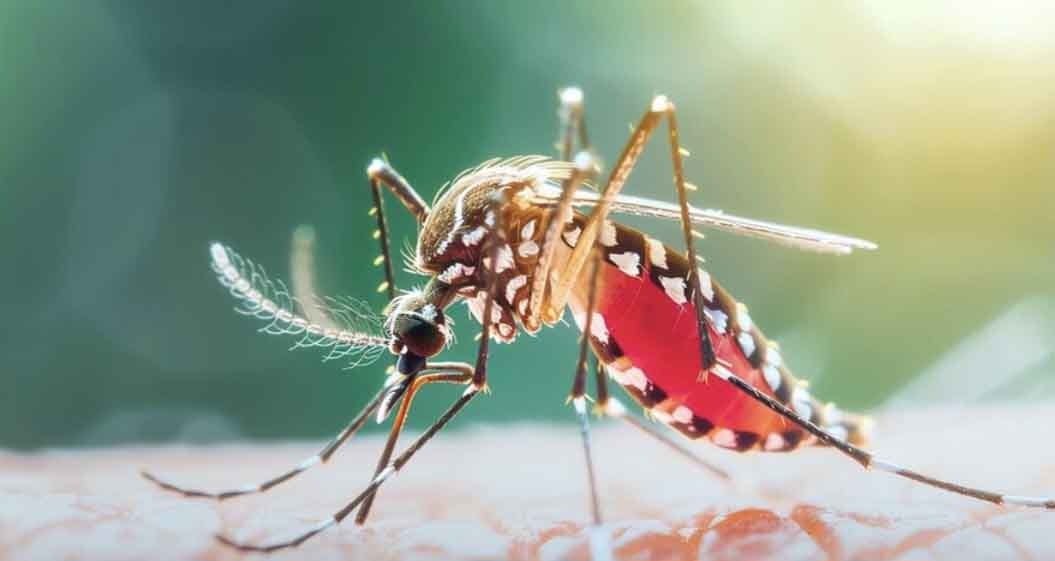 ডেঙ্গুতে আরো ২ মৃত্যু, হাসপাতালে ভর্তি ৭৯০