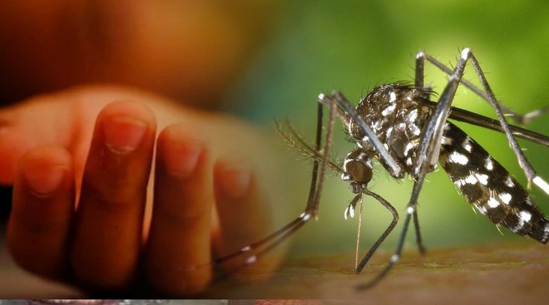 ডেঙ্গু বাড়ছে, বাড়ি বাড়ি বিপদ