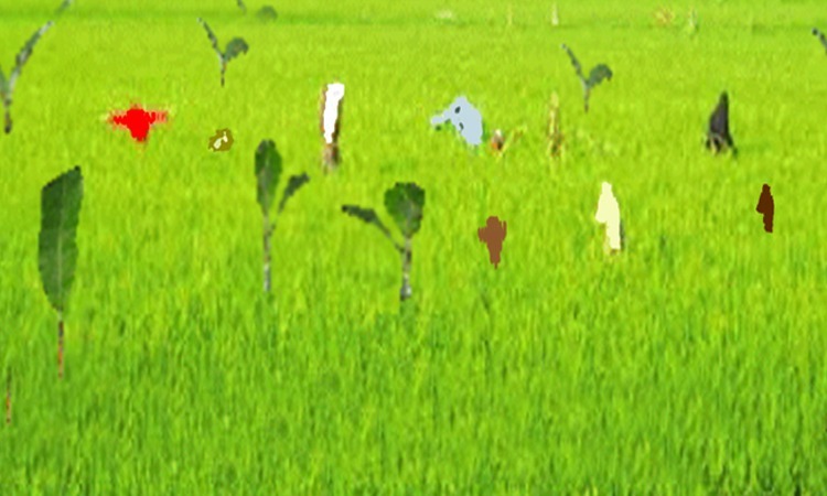 আমনক্ষেতে ইঁদুরের আক্রমণে কৃষকের মাথায় বাজ
