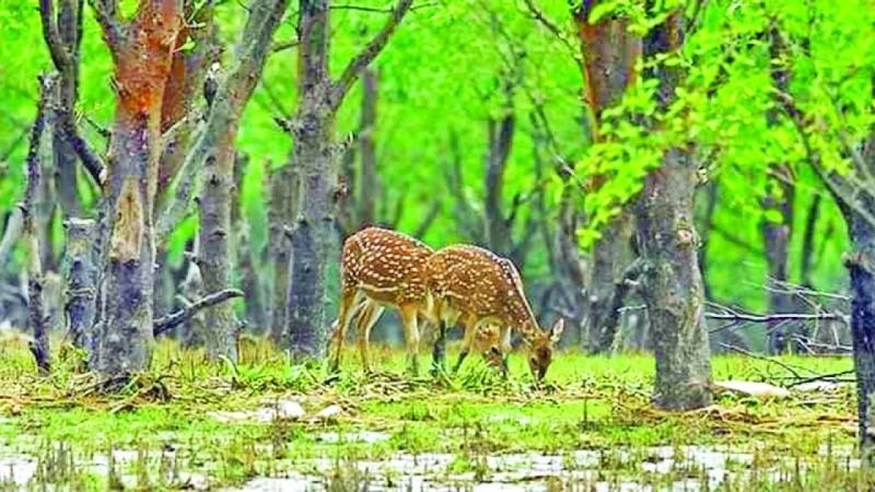 মনপুরায় মিলবে মেঘনার বুকে গড়ে ওঠা মায়াবী রাজ্য