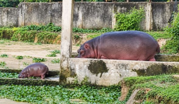 সাফারি পার্কে জলহস্তী পরিবারে নতুন শাবকের আগমন