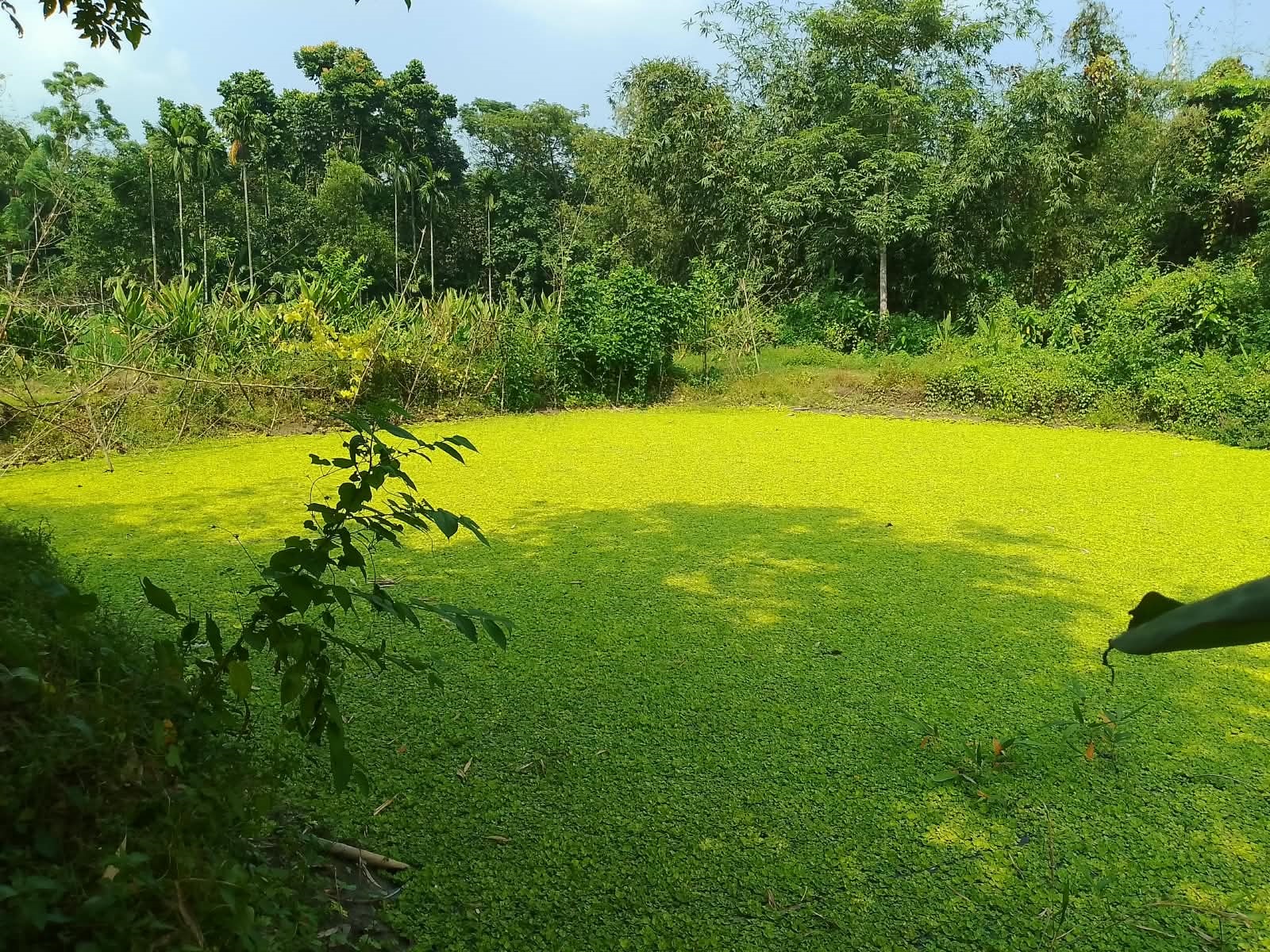 আবাদি জমি বর্গা নিয়ে পুকুর খননের অভিযোগ