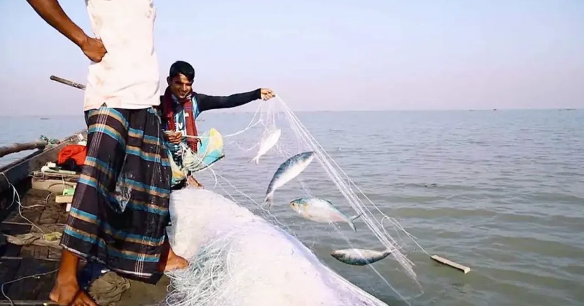 ২২ দিনের জন্য সমুদ্র-নদীতে ইলিশ ধরা বন্ধ