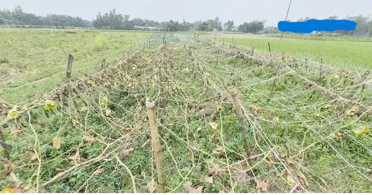 বন্যায় ৮৭৮ কোটি টাকার ক্ষতি কাটাতে কৃষকের করণীয়