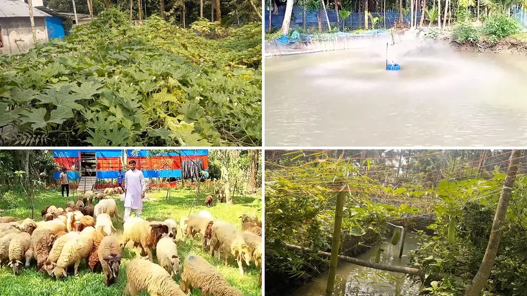 মাছ, সবজি ও পশু পালনে সফল তরুণ উদ্যোক্তা নাফিজ