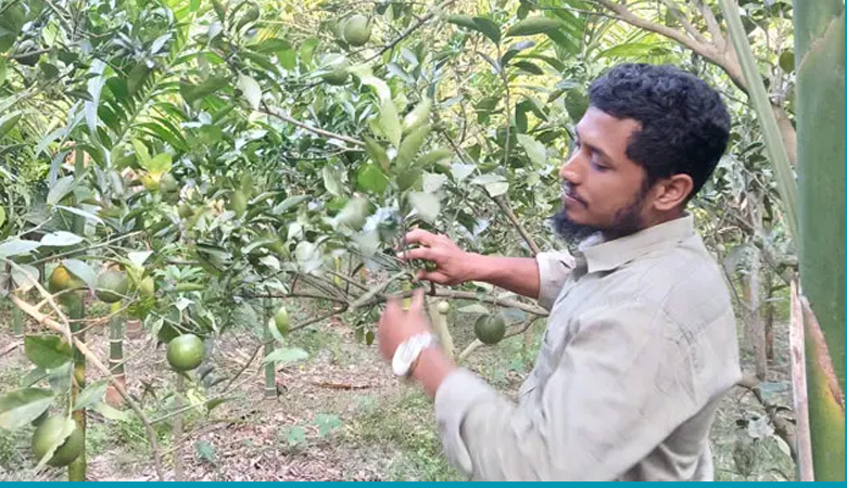 এক কমলাগাছ থেকে সাড়ে সাত একরের কৃষি সাম্রাজ্য গড়েছেন ফারুক