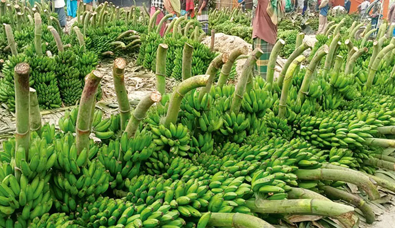 ভোরের হাটে কোটি টাকার কলা বেচাকেনা