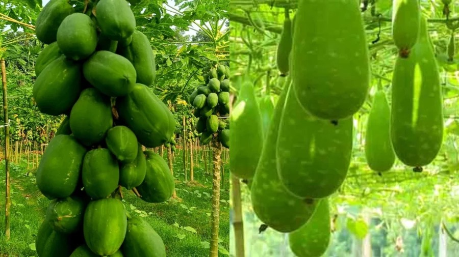 ফলনের তুলনায় লাউ-পেঁপের পড়তি দামে কৃষকের উঠছে না খরচ