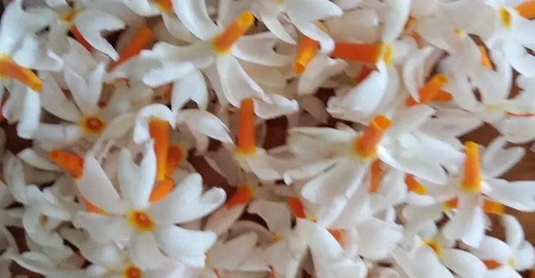 শিউলি-মালা